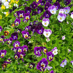 Violas