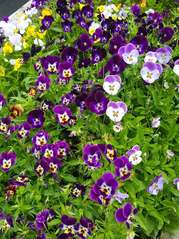 Violas