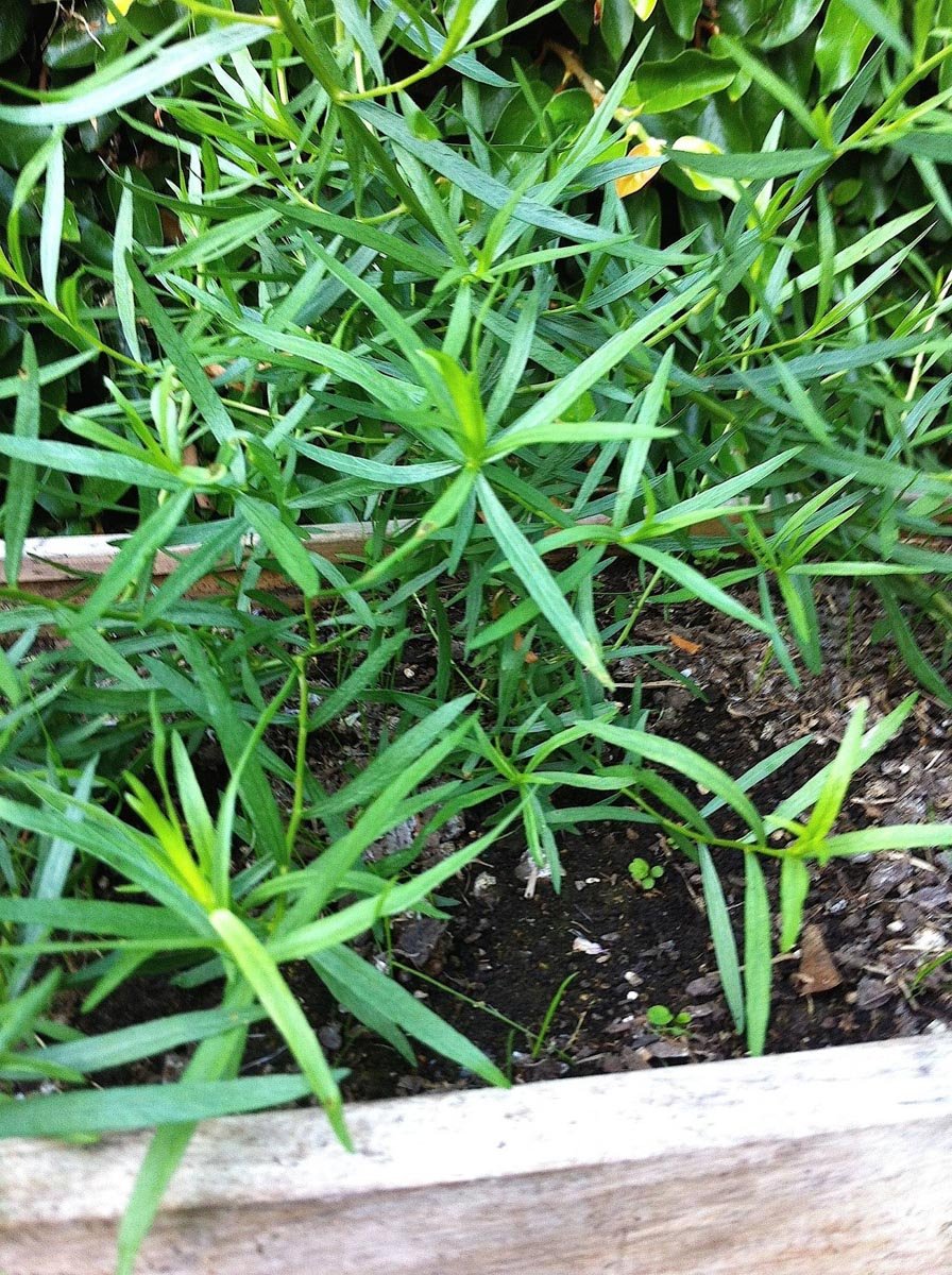 Tarragon IMG_7139