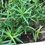 Tarragon IMG_7139