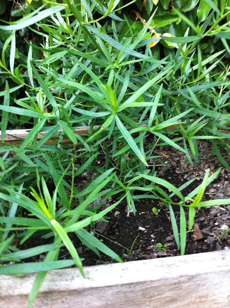 Tarragon IMG_7139