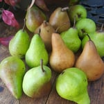 Pears