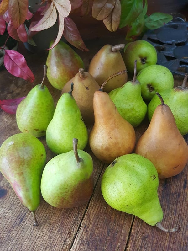 Pears