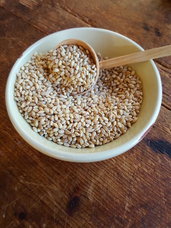 Barley