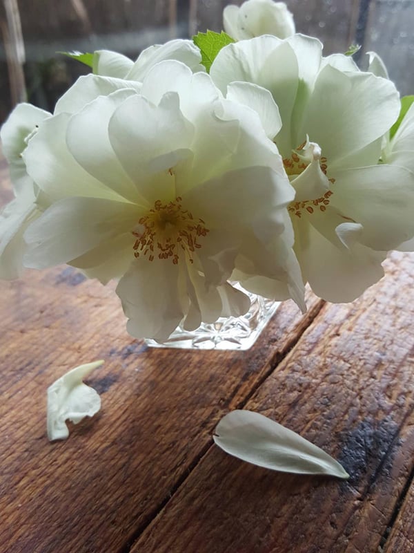 Winter white roses