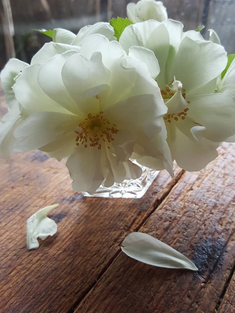 Winter white roses
