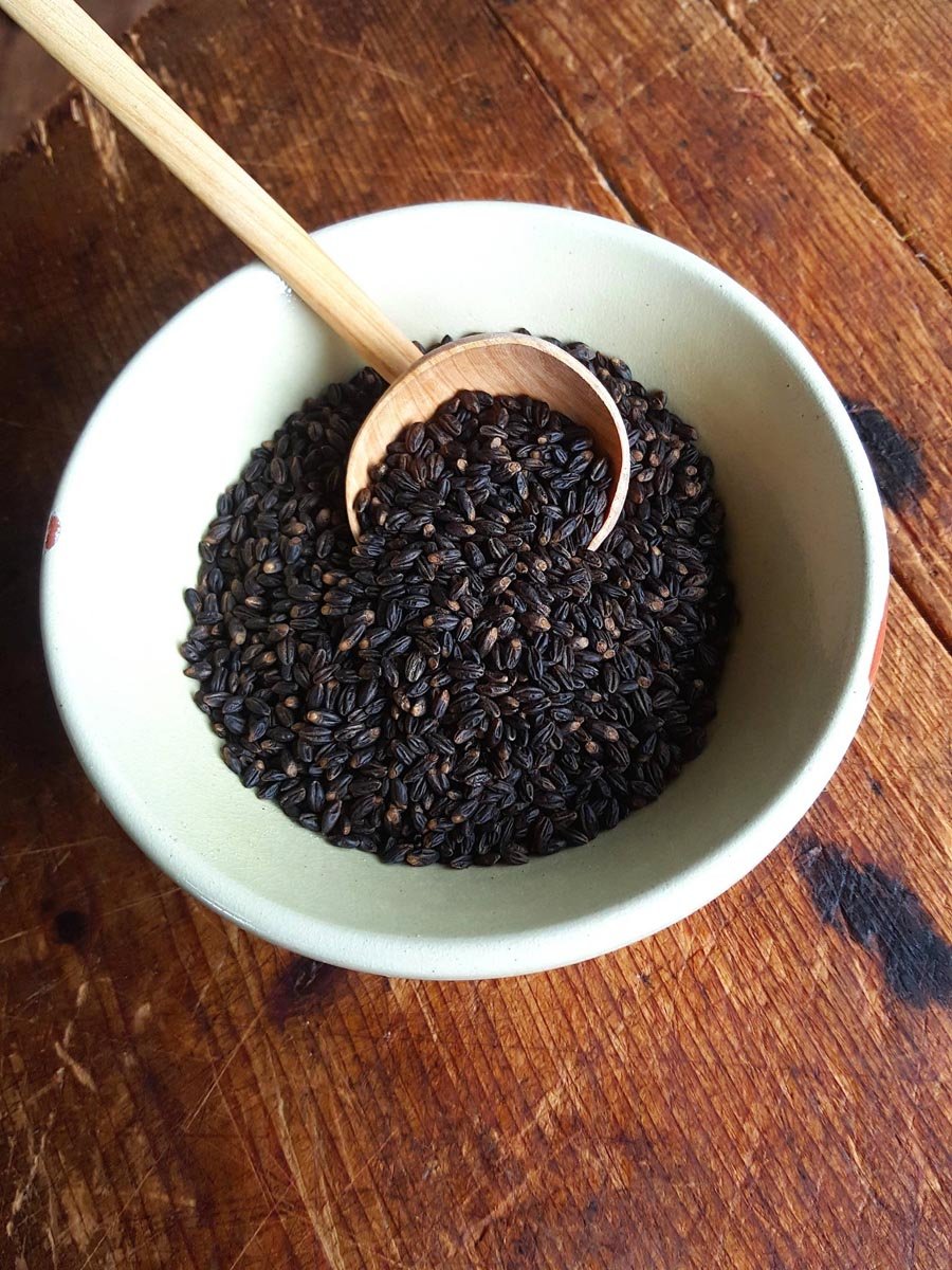 Black barley