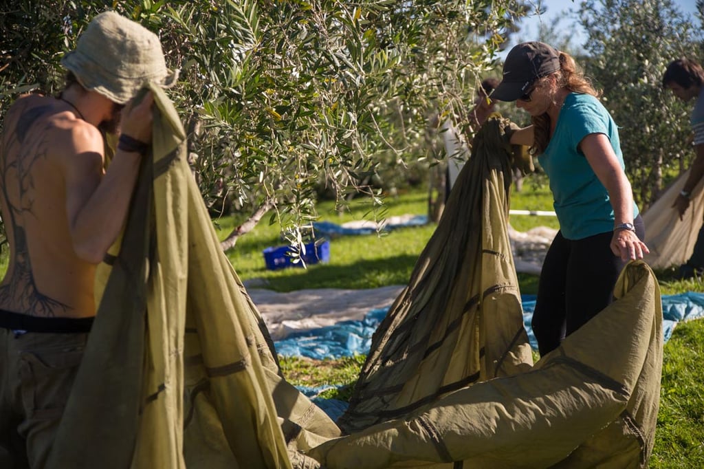 Olive harvest 1