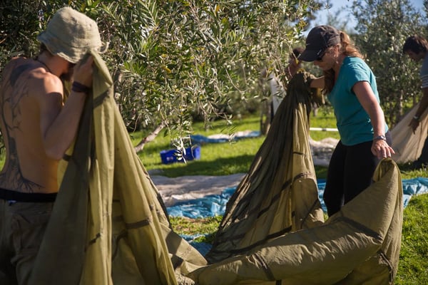Olive harvest 1