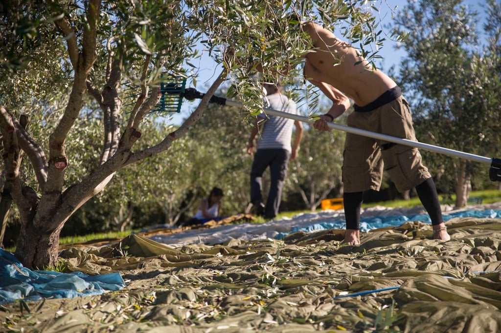 Olive harvest 2