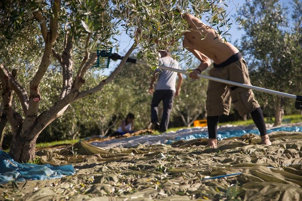Olive harvest 2