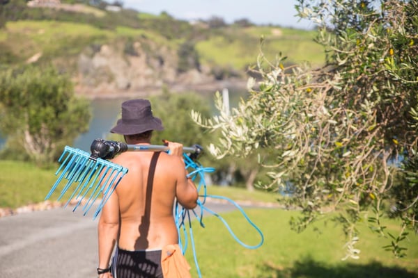 olive harvest 7