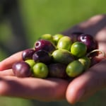 olive harvest 9