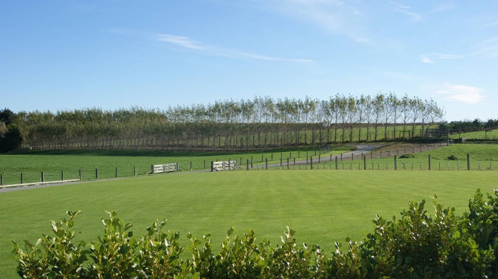 SONY DSC