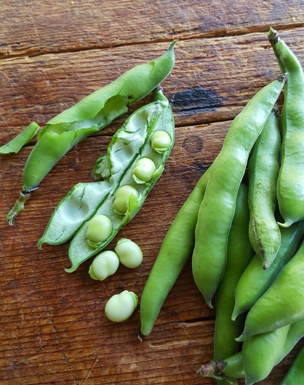 Broad beans 1