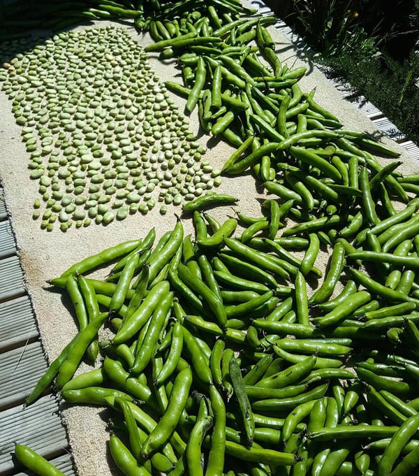 Broad beans in the sun