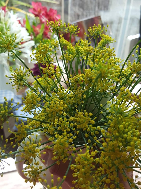 Fennel pollen 1 copy
