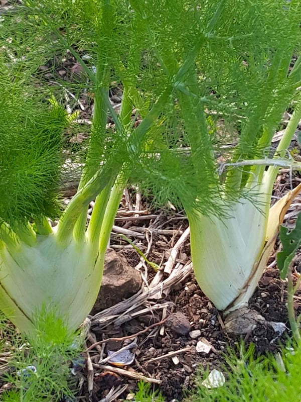 Fennel