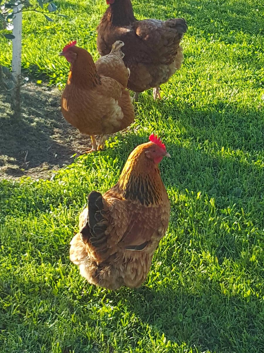Wairarapa 3