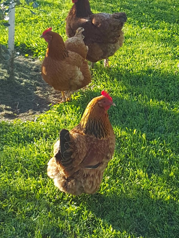 Wairarapa 3