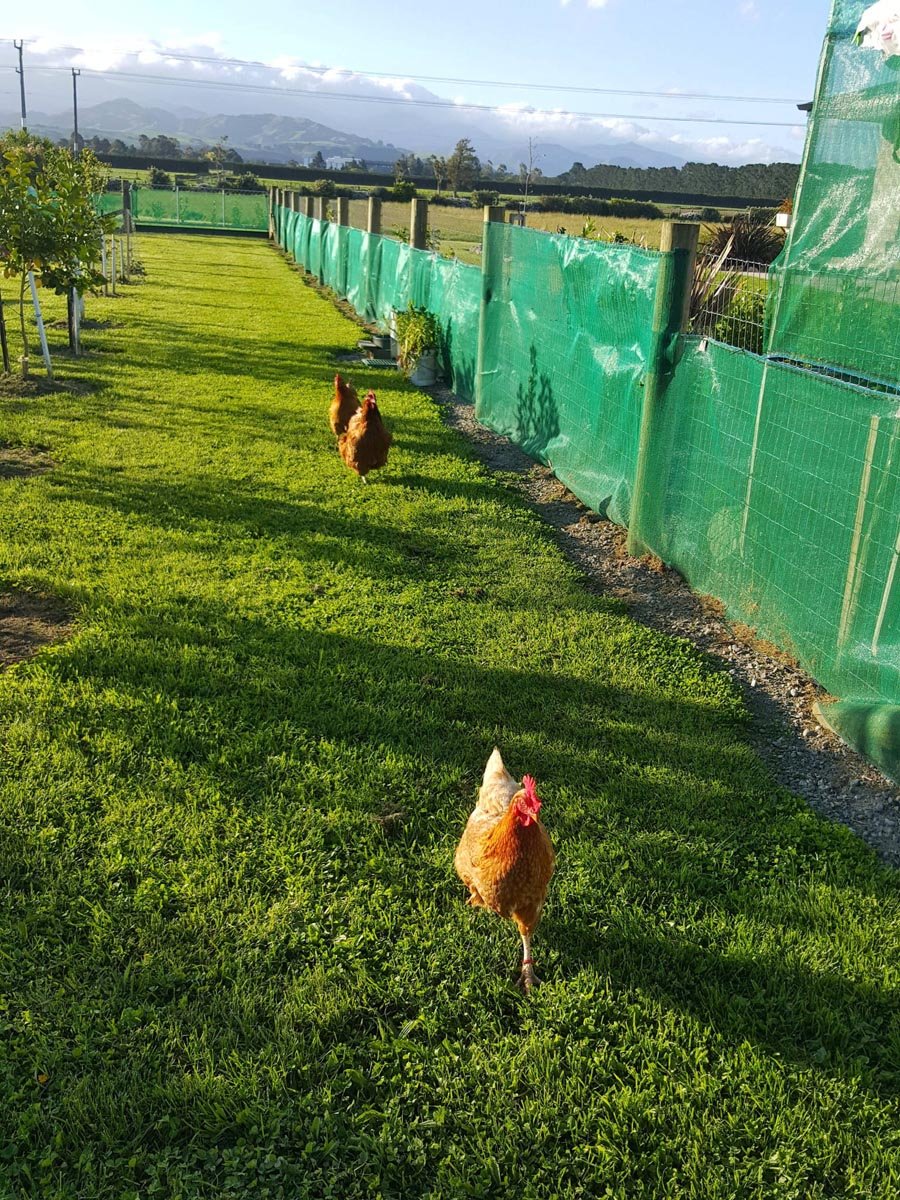 Wairararpa