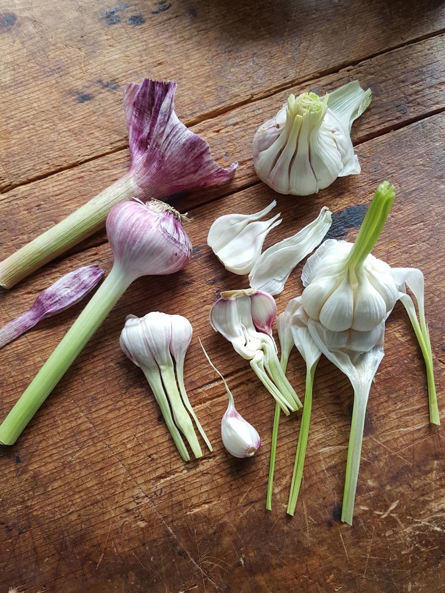 New season garlic 1