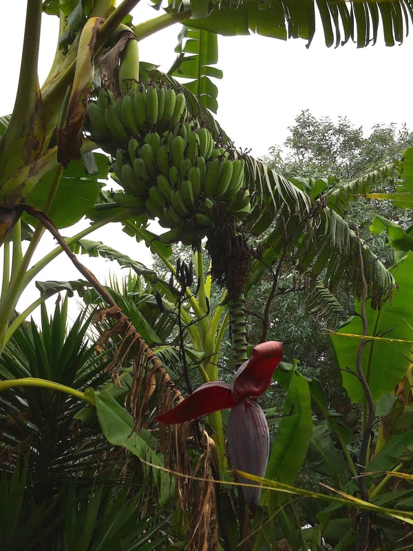 Bananarama in Rocky Bay