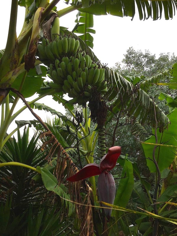 Bananarama in Rocky Bay