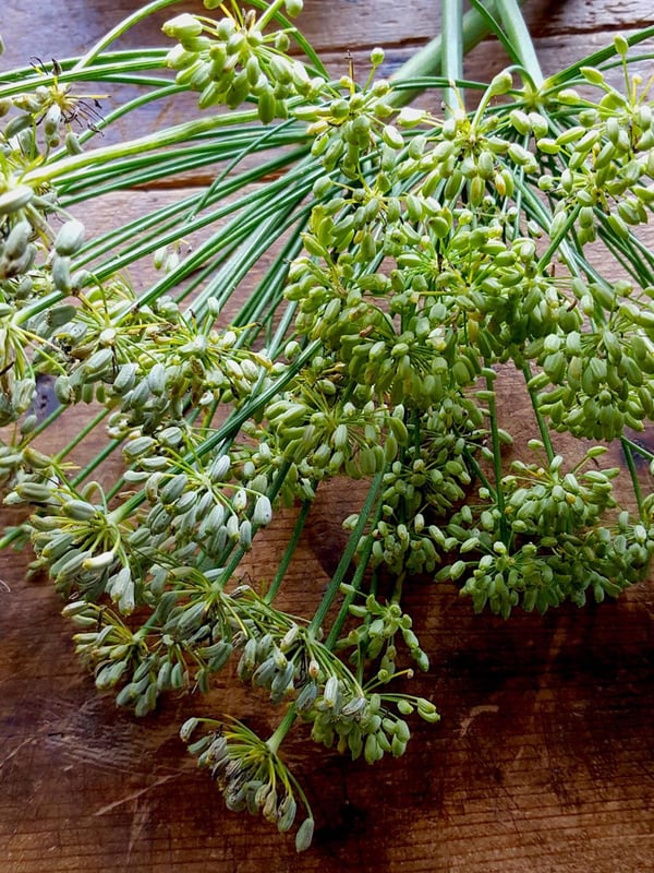 Fennel seed 5 edited