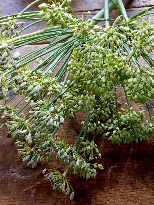 Fennel seed 5