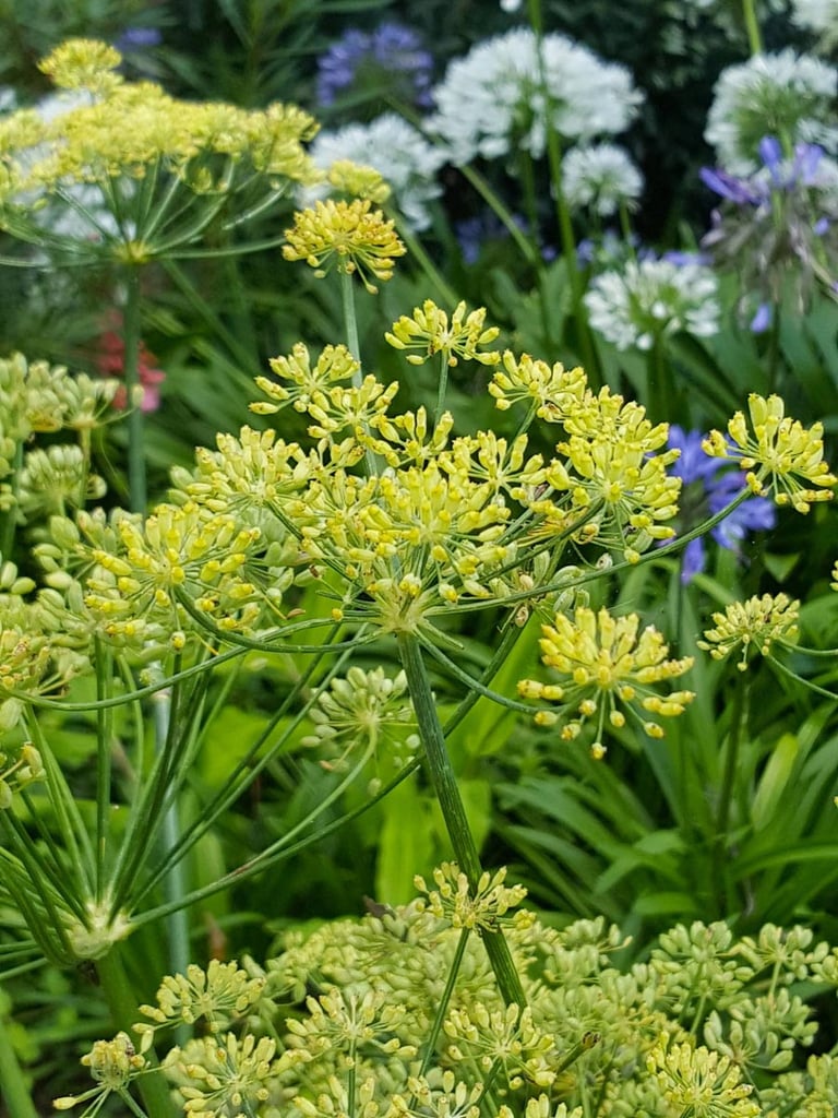 Fennel seeds 1