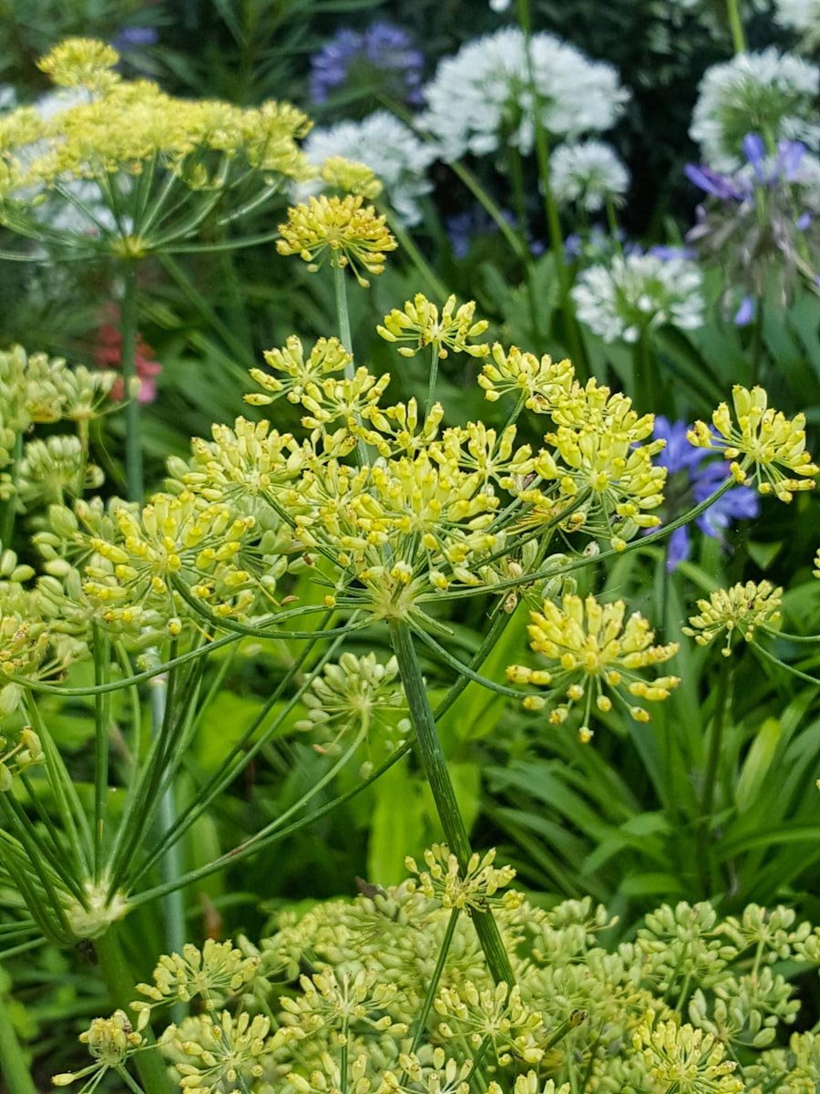 Fennel seeds 1