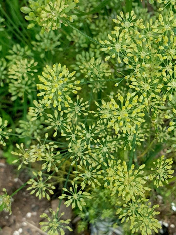 Fennel seeds 2