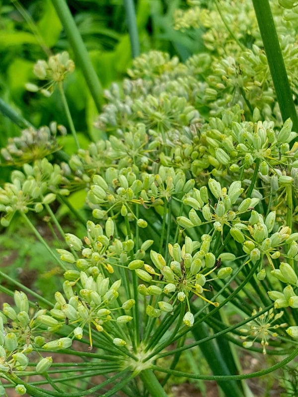 Fennel seeds