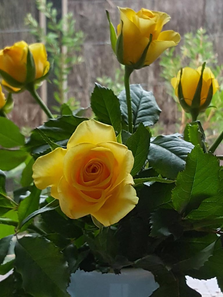Yellow rose