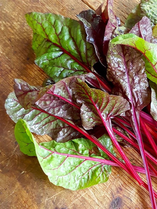 Baby chard