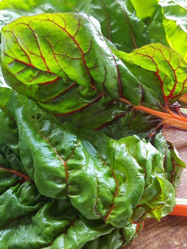 Coloured chard