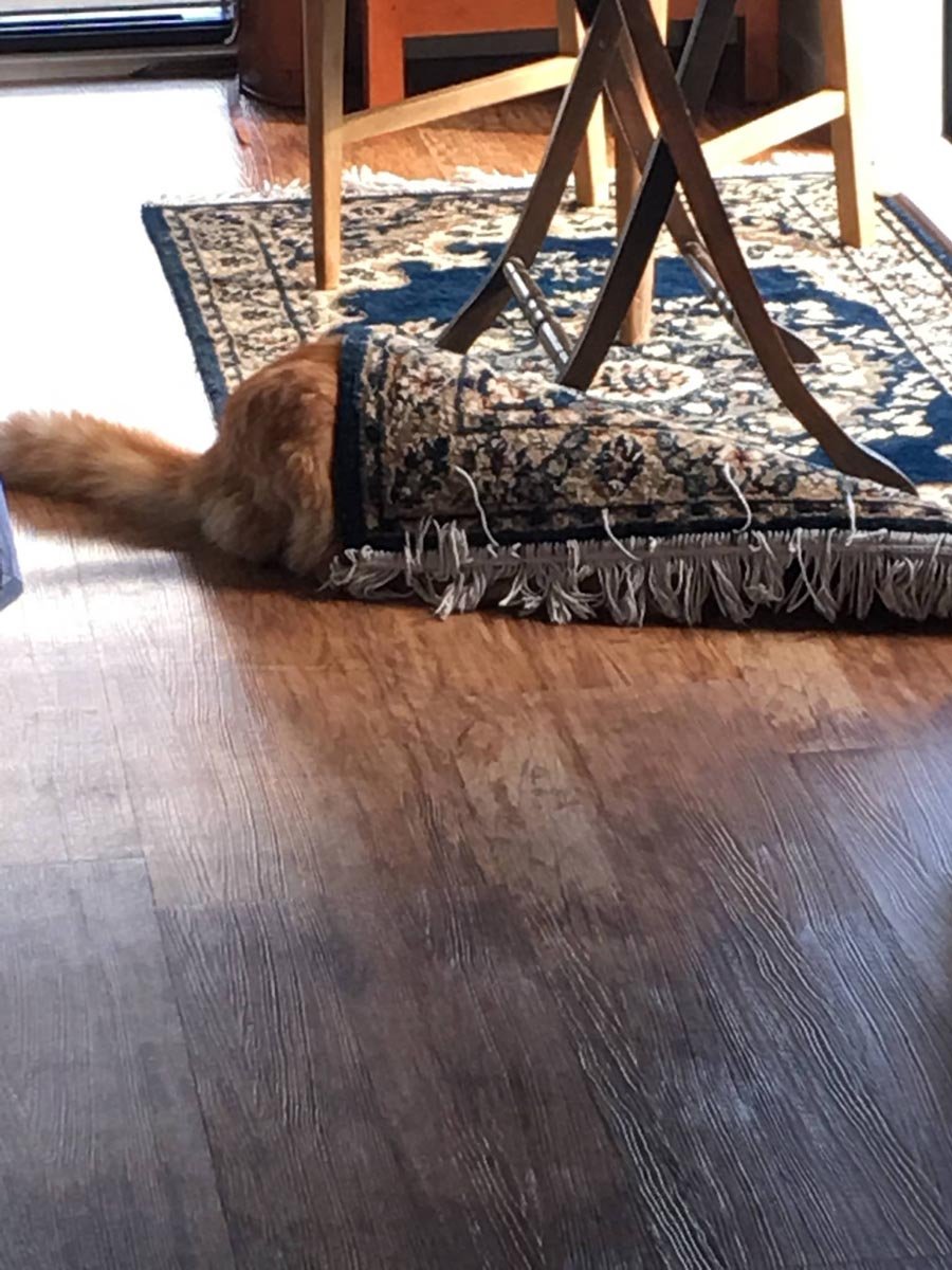 Humpf 1