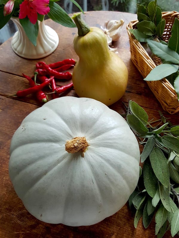 Pumpkin
