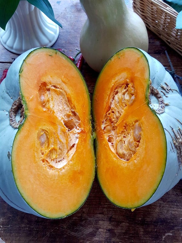 Pumpkin 5