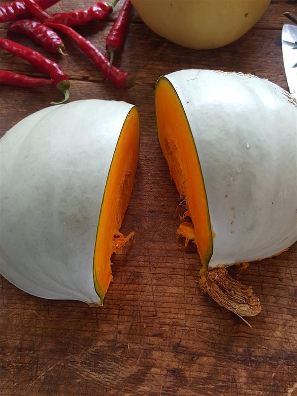 Pumpkin 7