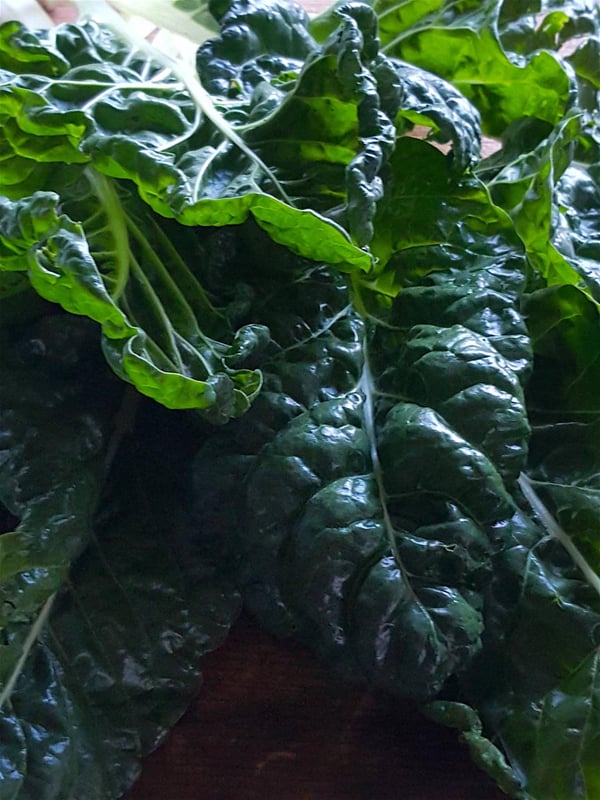 Silverbeet 2