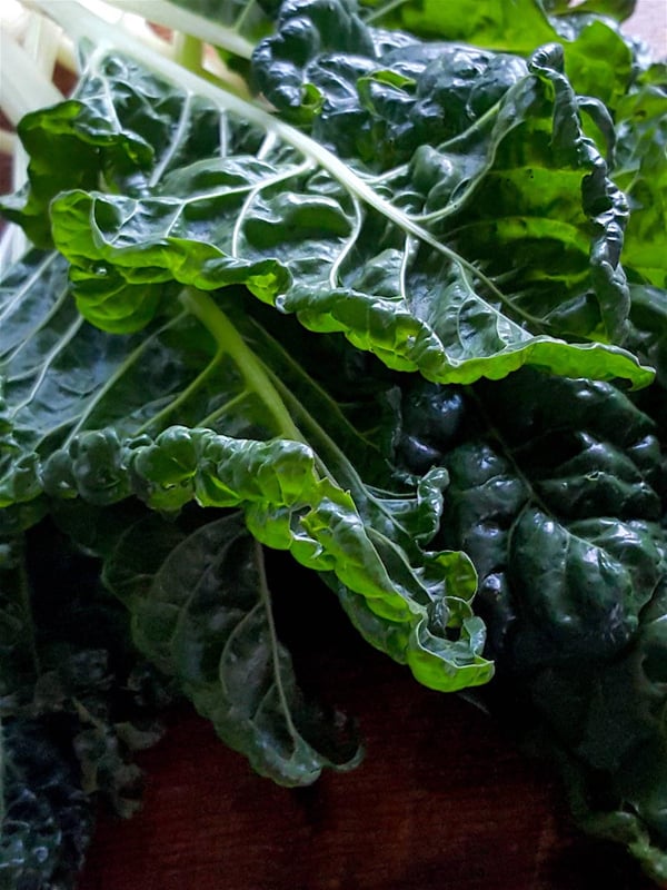 Silverbeet 