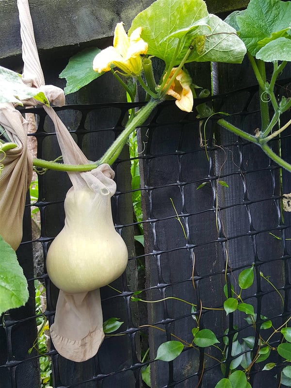Stolen butternut