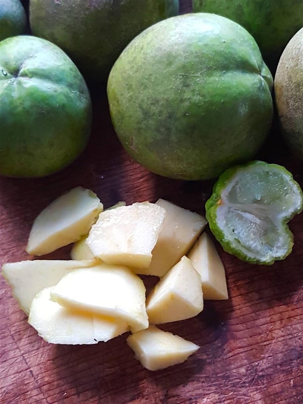White Sapote 1