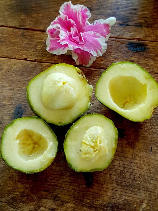 White Sapote 3