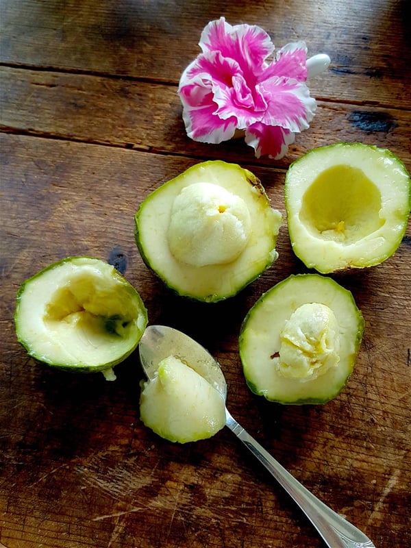 White Sapote 4