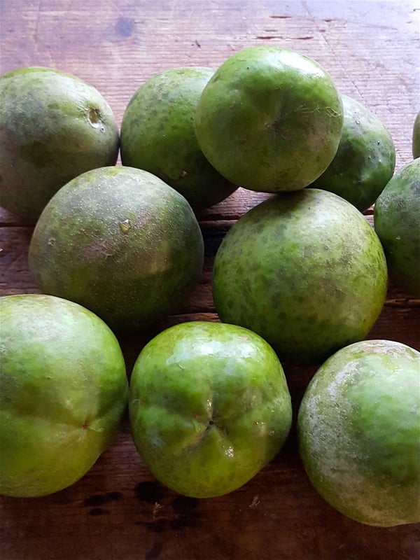White sapote