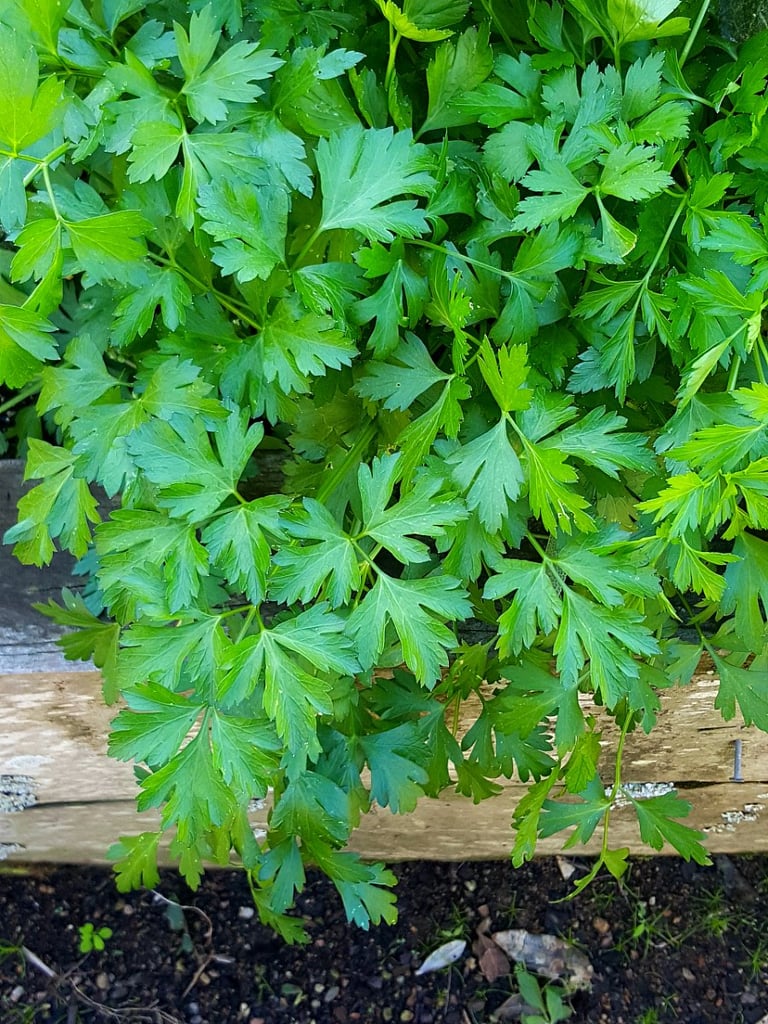 Parsley