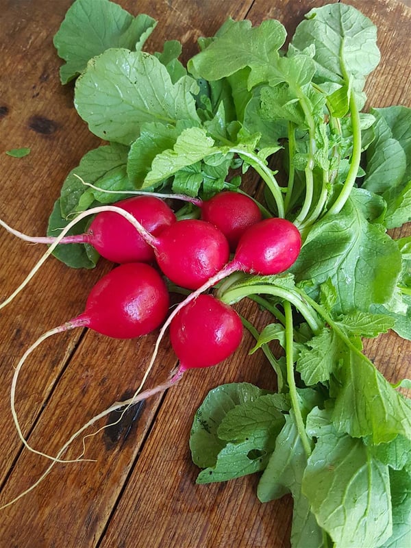 Radish